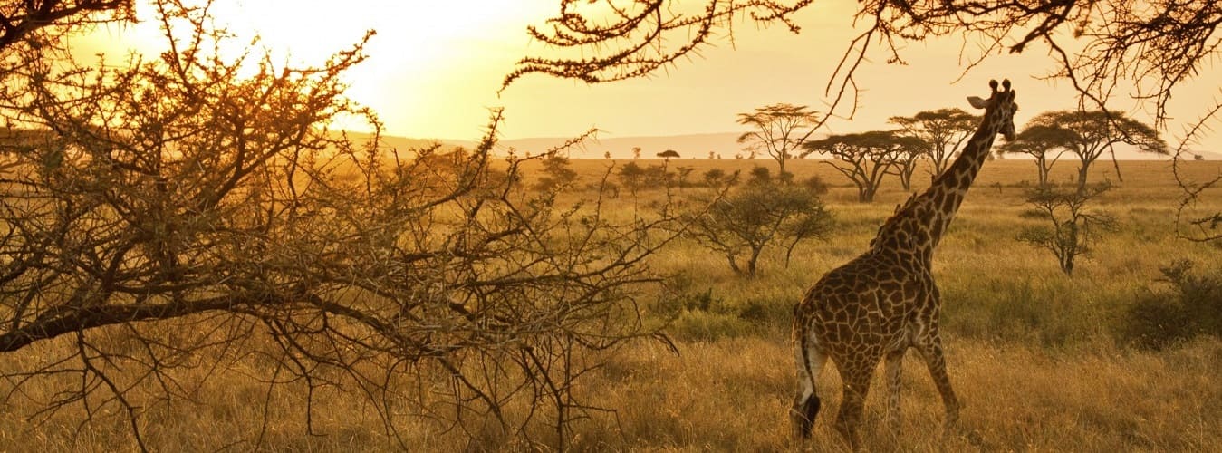 The Serengeti National Park