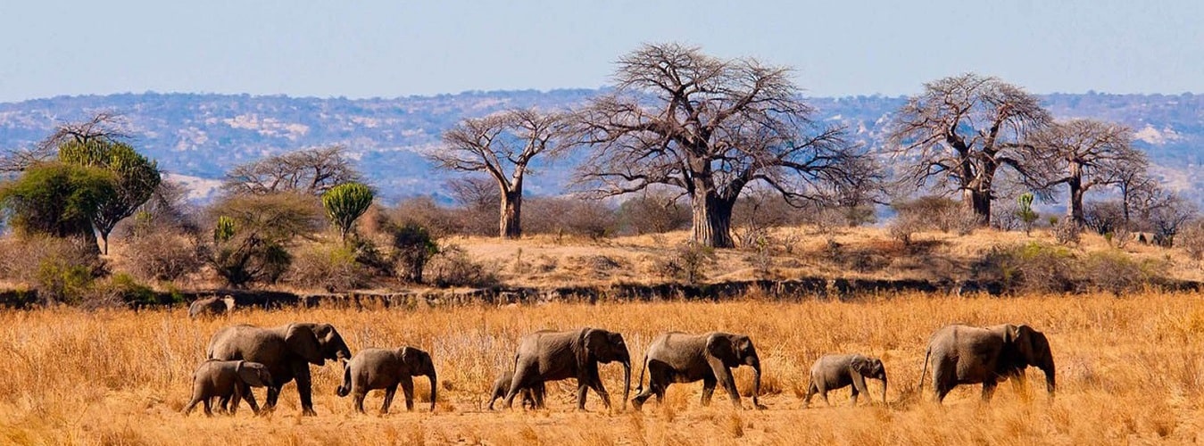 Tarangire Park